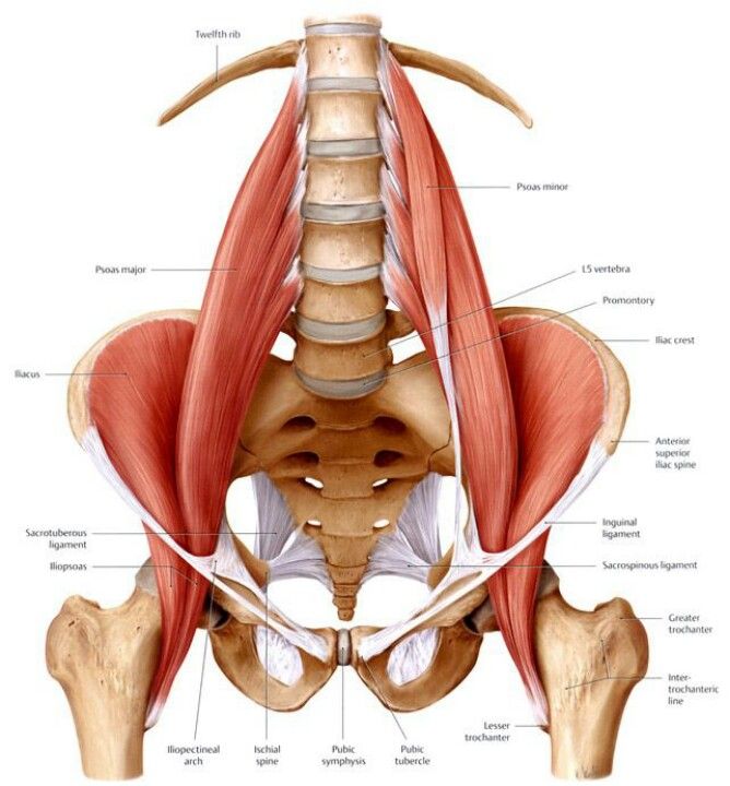 Tight Hip Flexor How To Fix Groin Hip Pain Capital Physiotherapy