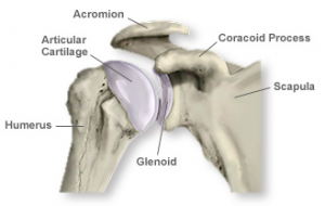 Do I Have an Unstable Shoulder? - Capital Physiotherapy