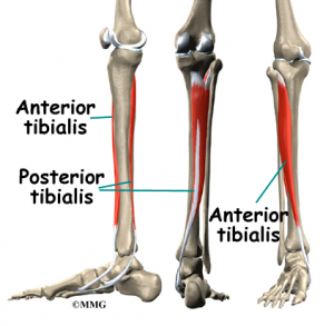 Inner Ankle Pain While Running | Capital Physiotherapy