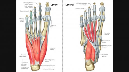 Pointe Workout For Beginners - Capital Physiotherapy